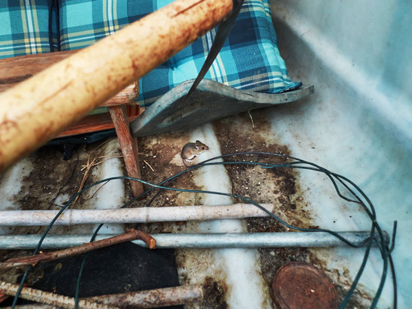 ich wollte die sichel aus unserer "gartenhütte" herausholen - blitzschnell versteckte sich eine aufgescheuchte maus unter dem knieschoner ...